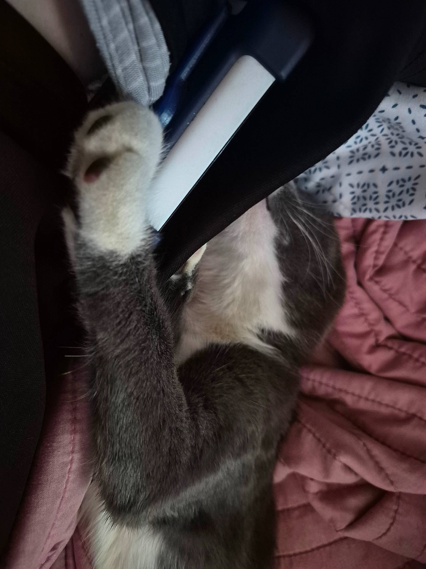 Socks joined the competition — help win amazing prizes! animal, blanket, cat, closeup, comfort, cozy, fabric, fur, grey, indoor, pattern, paw, pet, quilt, relaxation, resting, sleeping, soft, whiskers, white