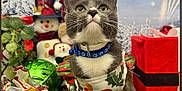 Socks joined the competition — help win amazing prizes! cat, gray_cat, white_cat, holiday, christmas, ornaments, gift_box, snowman, decorations, festive, bandana, collar, greenery, red, plush_toy, winter, snowflake, indoor, cute, pet