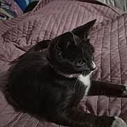 Socks joined the competition — help win amazing prizes! cat, animal, pet, feline, black_and_white, whiskers, bed, blanket, indoor, fur, mauve, cozy, resting, cute, paw, side_view, soft_light, domestic, quiet, relaxed