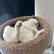 Cuco is registered to the contest to win money with this photo: cat, sleeping, cat_bed, feline, pet, cozy, indoor, white, black, paw, relaxed, fur, cute, resting, animal, soft, comfort, home, napping, adorable