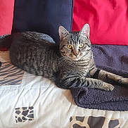 Mimi a rejoint le concours — aidez-le/la à gagner de superbes lots ! cat, tabby, couch, cushion, indoor, pet, feline, striped, relaxed, animal, fur, whiskers, ears, eyes, resting, home, comfort, fabric, pattern, living_room