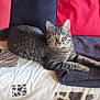 cat, tabby, couch, cushion, indoor, pet, feline, striped, relaxed, animal, fur, whiskers, ears, eyes, resting, home, comfort, fabric, pattern, living_room