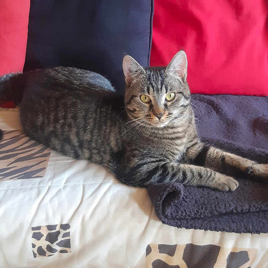 Mimi a rejoint le concours — aidez-le/la à gagner de superbes lots ! animal, cat, comfort, couch, cushion, ears, eyes, fabric, feline, fur, home, indoor, living_room, pattern, pet, relaxed, resting, striped, tabby, whiskers