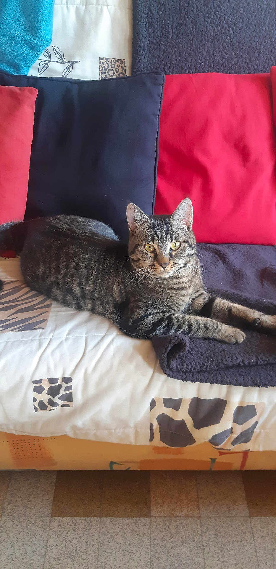 Mimi a rejoint le concours — aidez-le/la à gagner de superbes lots ! cat, tabby, couch, cushion, indoor, pet, feline, striped, relaxed, animal, fur, whiskers, ears, eyes, resting, home, comfort, fabric, pattern, living_room