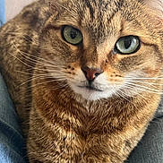 Nila is registered to the contest to win money with this photo: cat, tabby_cat, green_eyes, close_up, fur, whiskers, pet, animal, mammal, indoor, lap, jeans, comfort, resting, cute, domestic_cat, feline, soft, texture, portrait
