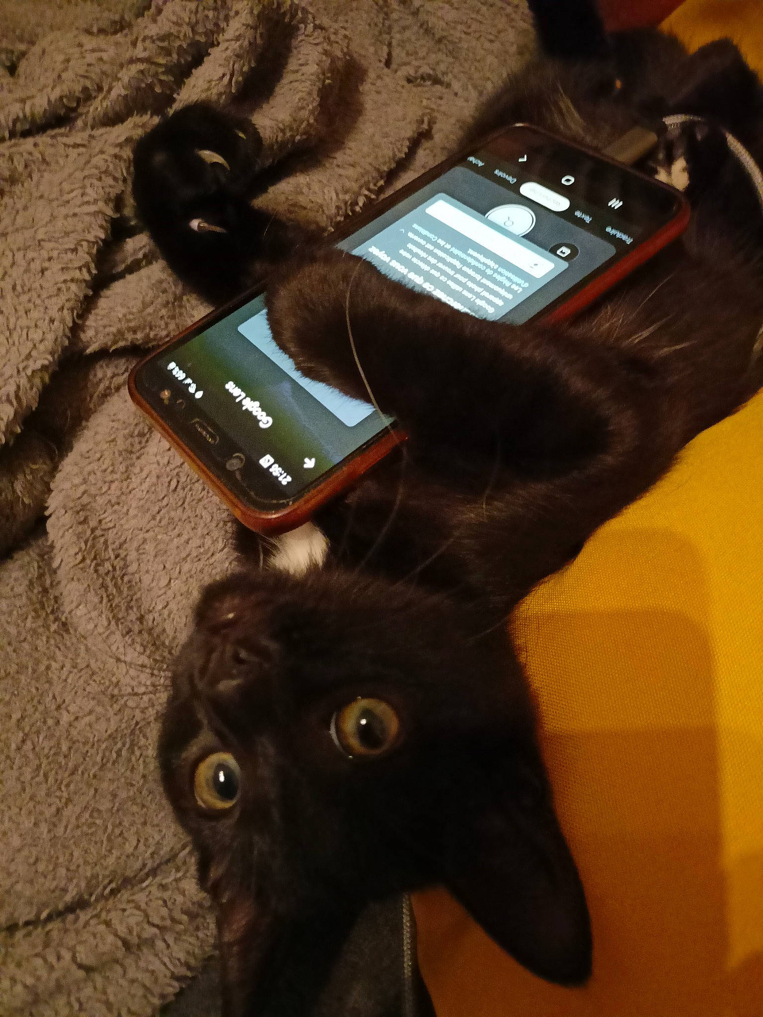 Yoda participe au concours pour gagner de l'argent avec cette photo : black_cat, brown, carnivore, cat, communication_device, domestic_short_haired_cat, everyday_carry, felidae, fur, gadget, mobile_device, mobile_phone, multimedia, portable_communications_device, small_to_medium_sized_cats, smartphone, tail, telephony, terrestrial_animal, whiskers