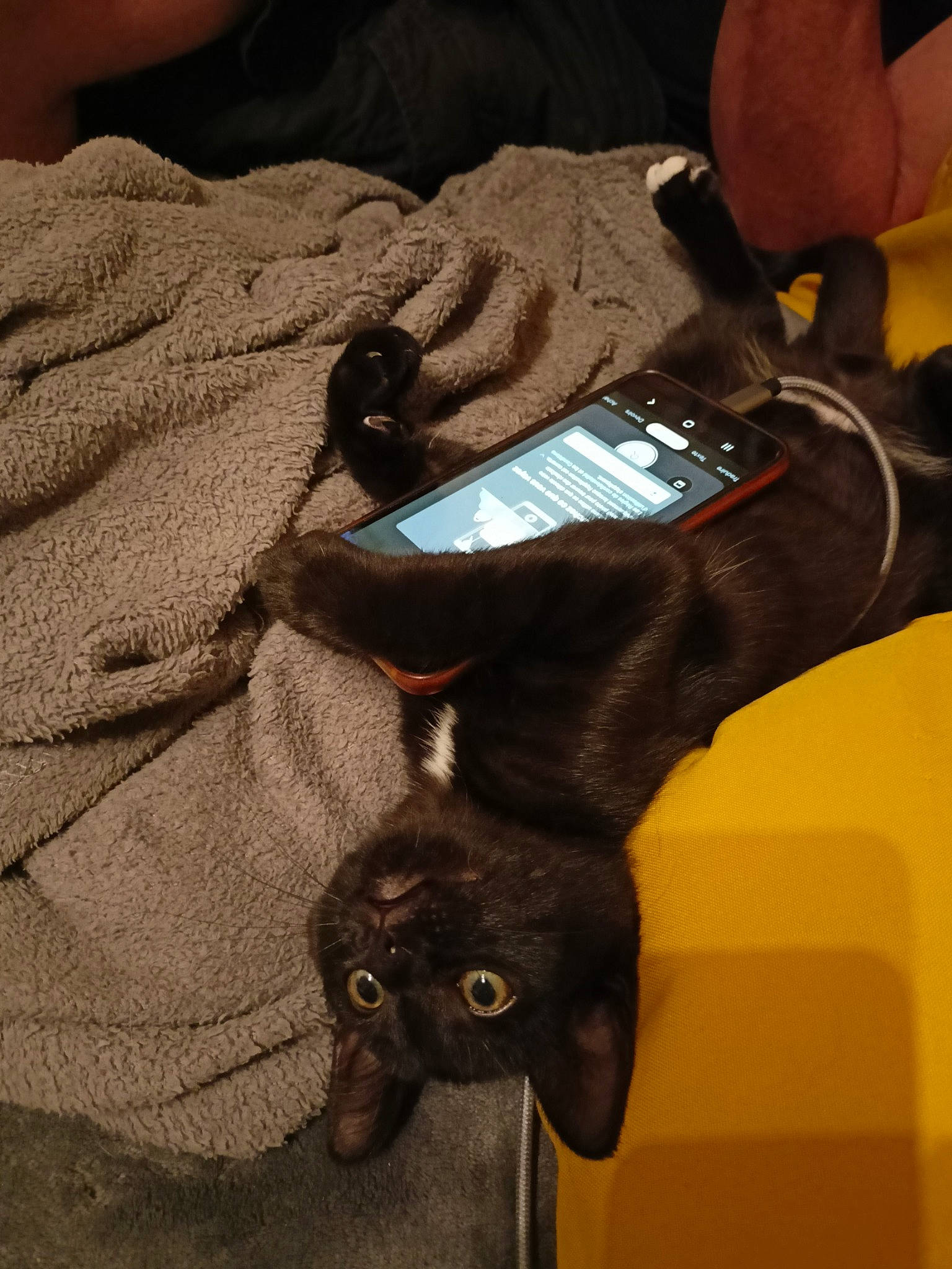 Yoda a rejoint le concours — aidez-le/la à gagner de superbes lots ! bag, carnivore, cat, comfort, communication_device, everyday_carry, fashion_accessory, felidae, gadget, hand, human_leg, mobile_device, mobile_phone, nail, portable_communications_device, sleeve, small_to_medium_sized_cats, thumb, whiskers, wrist