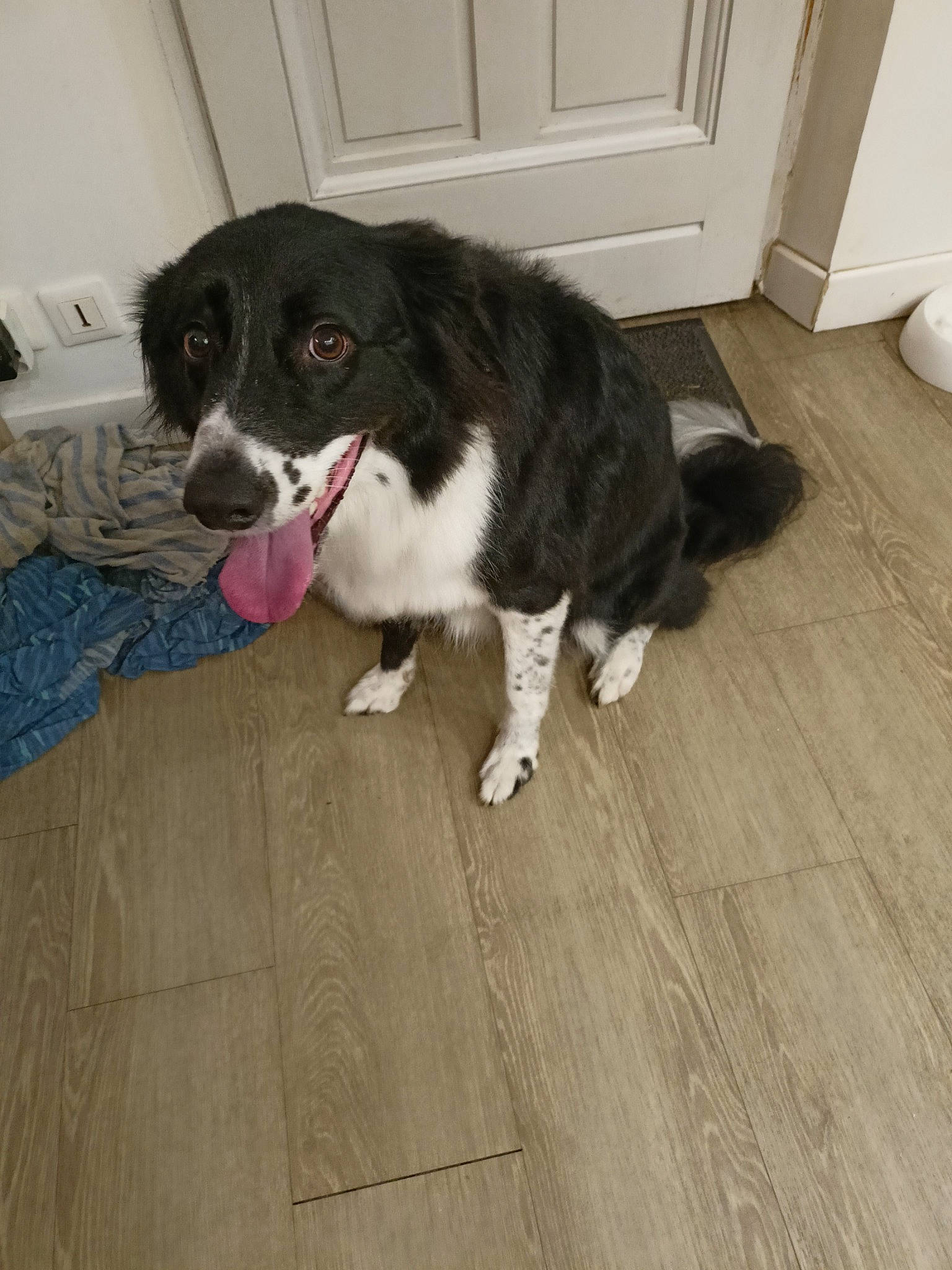 Fripouille participe au concours pour gagner de l'argent avec cette photo : borador, carnivore, companion_dog, dog, dog_breed, door, floor, flooring, fur, hardwood, laminate_flooring, snout, tail, varnish, whiskers, wood, wood_flooring, wood_stain, working_animal, working_dog