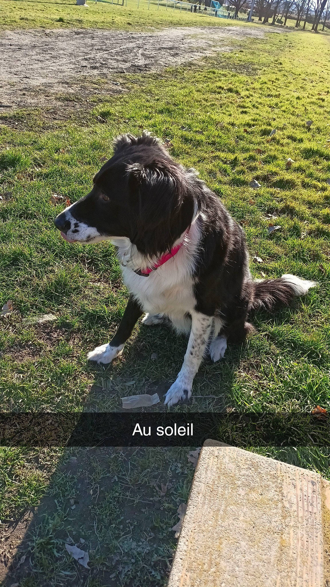 Fripouille participe au concours pour gagner de l'argent avec cette photo : border_collie, canidae, carnivore, collar, companion_dog, dog, dog_breed, dog_collar, fur, grass, herding_dog, plant, road_surface, shadow, sidewalk, snout, sporting_group, tail, working_animal, working_dog