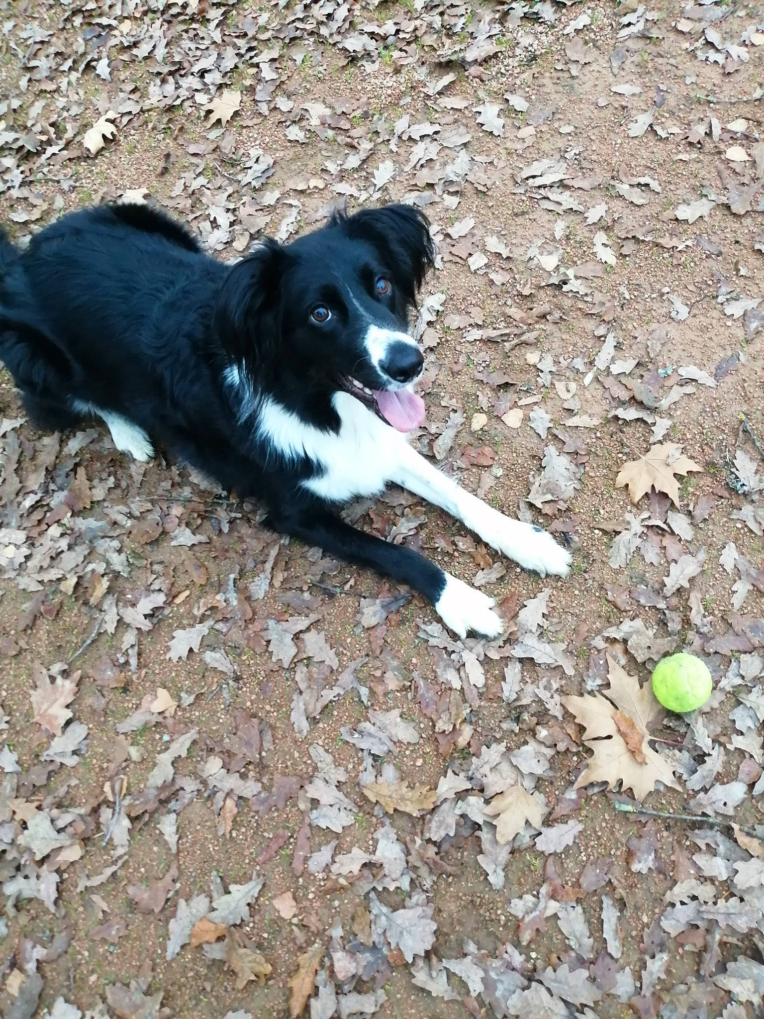 Fripouille participe au concours pour gagner de l'argent avec cette photo : ball, borador, canidae, carnivore, companion_dog, dog, dog_breed, grass, mcnab, plant, soil, sporting_group, tail, working_dog