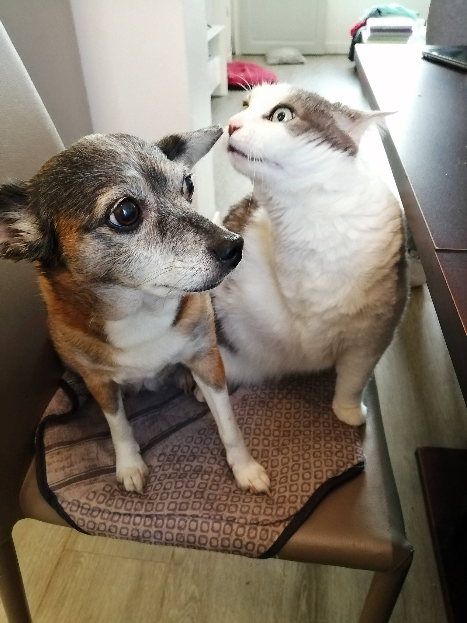 Minouche participe au concours pour gagner de l'argent avec cette photo : canidae, carnivore, cat, companion_dog, dog, dog_breed, fawn, mammal, norwegian_lundehund, puppy, vertebrate, whiskers