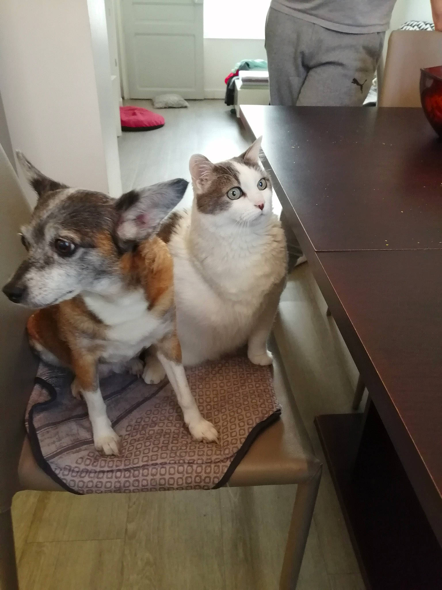 Minouche participe au concours pour gagner de l'argent avec cette photo : canidae, carnivore, companion_dog, dog, dog_breed, fawn, mammal, norwegian_lundehund, swedish_vallhund, vertebrate