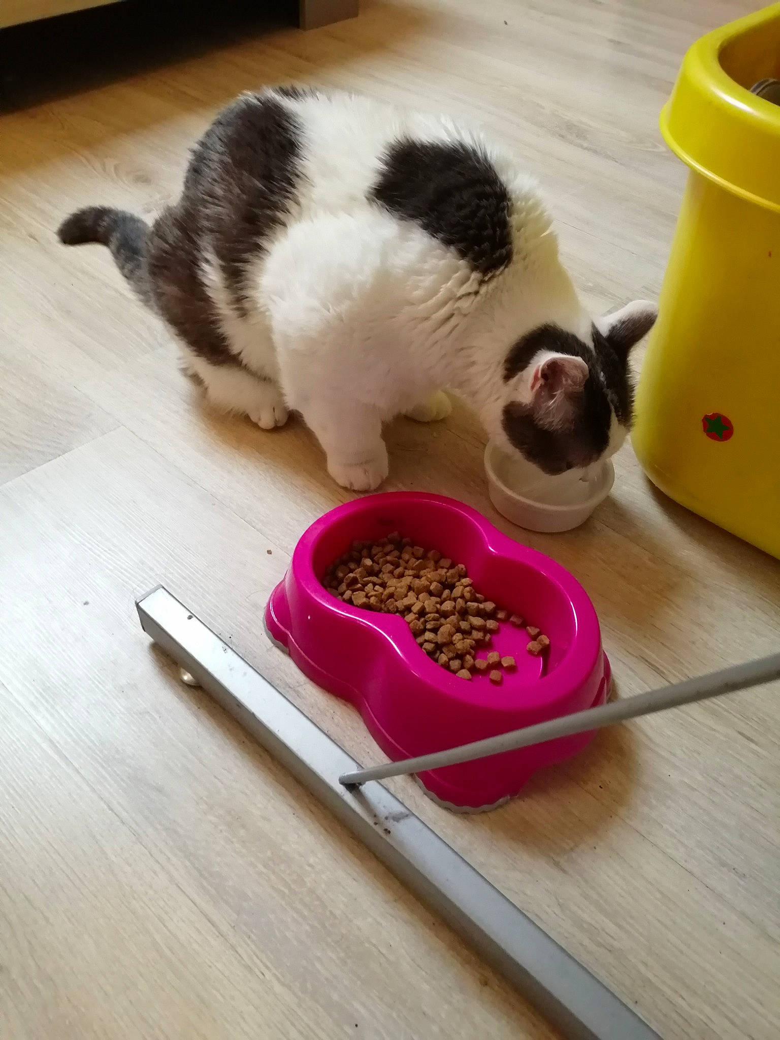 Minouche a rejoint le concours — aidez-le/la à gagner de superbes lots ! animal_feed, carnivore, cat, cat_food, cat_supply, dog_food, erinaceidae, felidae, hamster, hedgehog, kitten, litter_box, paw, pet_food, pet_supply, small_to_medium_sized_cats