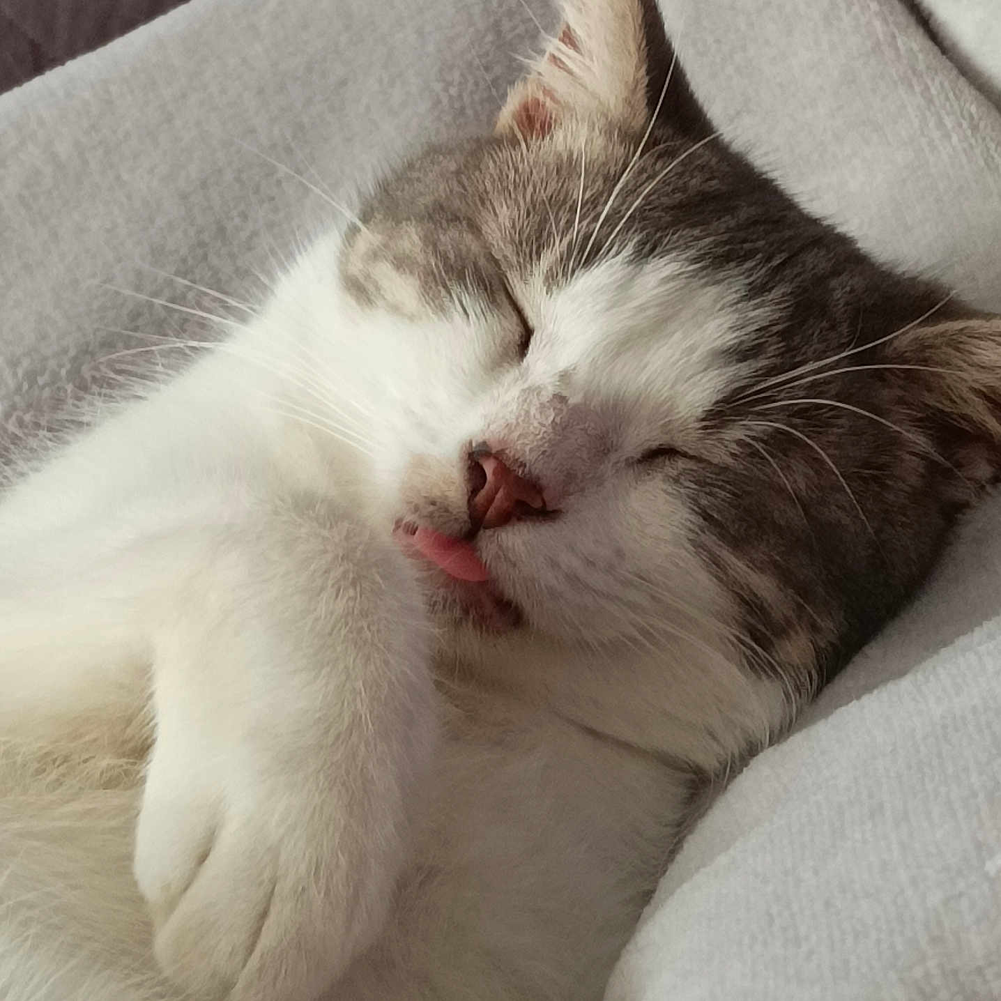 Loki a rejoint le concours — aidez-le/la à gagner de superbes lots ! animal, blanket, cat, close_up, cozy, cute, face, fluffy, gray_fur, indoor, napping, paw, pet, relaxed, resting, sleeping, soft, tongue_out, whiskers, white_fur