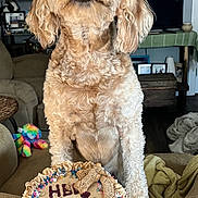 Rosie is registered to the contest to win money with this photo: birthday_cake, blanket, bookshelf, celebration, colorful, couch, decor, dog, dog_biscuits, fur, furniture, hand, indoor, living_room, person, pet, sprinkles, table, television, watch