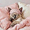 cat, sleeping, pink_sleep_mask, pink_pillows, bed, cozy, fur, whiskers, closed_eyes, relaxed, cute, animal, domestic_cat, resting, soft_texture, impressionist_style, painting, art, indoor, cute_pet