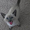 Little Judy joined the competition — help win amazing prizes! kitten, siamese, cat, pet, animal, blue_eyes, carpet, feline, cute, small, fur, whiskers, tail, indoor, looking_up, mouth_open, playful, young, domestic_cat, adorable