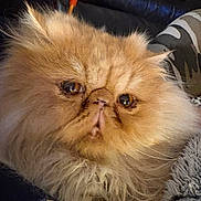 Seraphin participe au concours pour gagner de l'argent avec cette photo : cat, persian_cat, fluffy, orange_cat, close_up, pet, animal, feline, fur, whiskers, indoor, cozy, expression, face, muzzle, domestic_animal, cute, companion, relaxed, resting