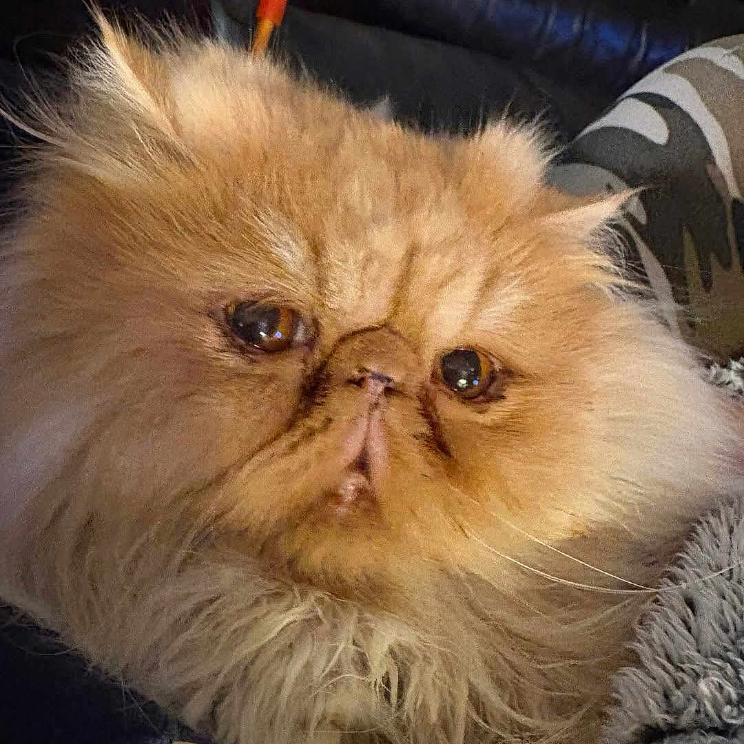 Seraphin participe au concours pour gagner de l'argent avec cette photo : animal, cat, close_up, companion, cozy, cute, domestic_animal, expression, face, feline, fluffy, fur, indoor, muzzle, orange_cat, persian_cat, pet, relaxed, resting, whiskers