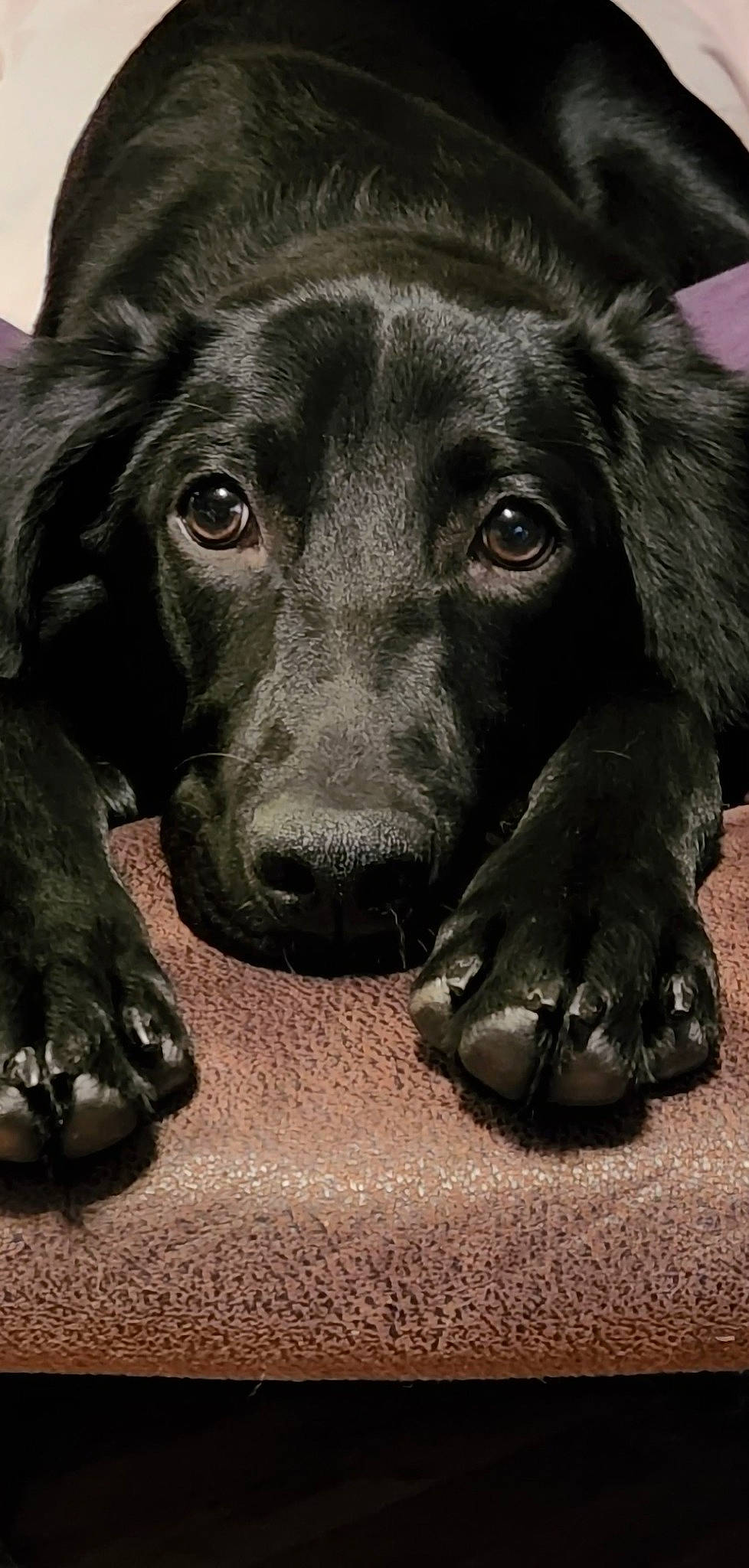 Maximus Decimus Meridius is registered to the contest to win money with this photo: borador, canidae, carnivore, companion_dog, dog, dog_breed, dog_collar, fur, guard_dog, gun_dog, liver, monochrome, monochrome_photography, pointing_breed, retriever, snout, sporting_group, street_dog, whiskers, working_animal