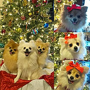 Bella Melody Italy is registered to the contest to win money with this photo: dog, pomeranian, christmas_tree, holiday, decorations, red_bow, cute, pets, smiling, festive, lights, ornaments, fluffy, collage, indoors, happy, seasonal, celebration, animal, portrait