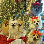 dog, pomeranian, christmas_tree, holiday, decorations, red_bow, cute, pets, smiling, festive, lights, ornaments, fluffy, collage, indoors, happy, seasonal, celebration, animal, portrait