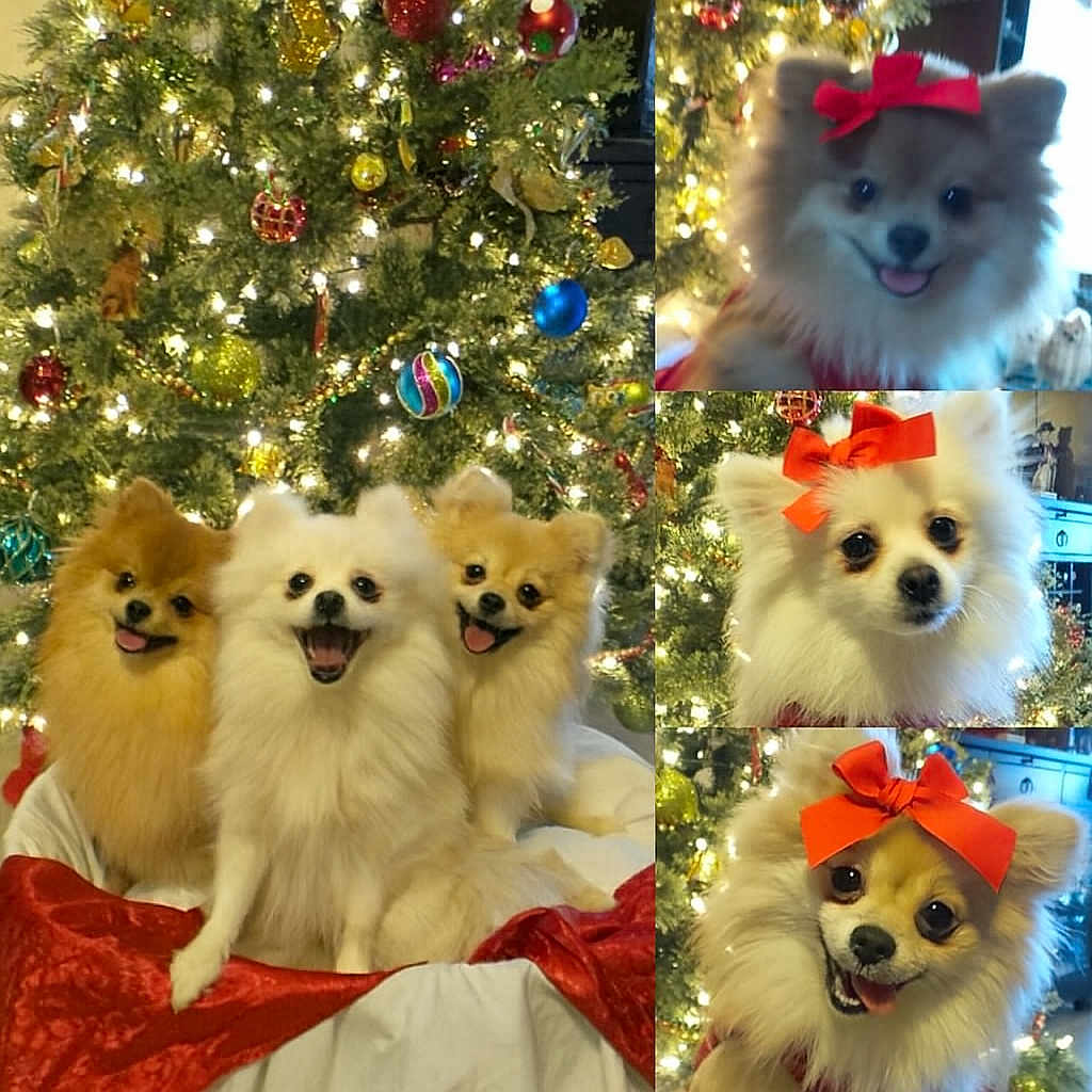 Bella Melody Italy is registered to the contest to win money with this photo: animal, celebration, christmas_tree, collage, cute, decorations, dog, festive, fluffy, happy, holiday, indoors, lights, ornaments, pets, pomeranian, portrait, red_bow, seasonal, smiling