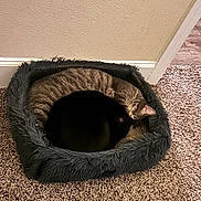 Lana And Bat joined the competition — help win amazing prizes! cat, cats, pet_bed, carpet, indoor, cozy, sleeping, tabby_cat, black_cat, fur, animal, cute, resting, curled_up, floor, wall, home, domestic_animal, companion, quiet