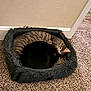 cat, cats, pet_bed, carpet, indoor, cozy, sleeping, tabby_cat, black_cat, fur, animal, cute, resting, curled_up, floor, wall, home, domestic_animal, companion, quiet
