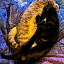 cat, tabby_cat, black_cat, sleeping, cuddling, bed, blanket, fur, pet, animal, cute, relaxing, cozy, indoor, resting, companion, friendship, mammal, whiskers, paws