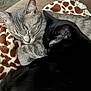 cat, sleeping, cozy, gray_cat, black_cat, blanket, giraffe_pattern, feline, indoor, resting, cute, pets, fur, animal, closeup, snuggling, soft, relaxing, comfort, couch