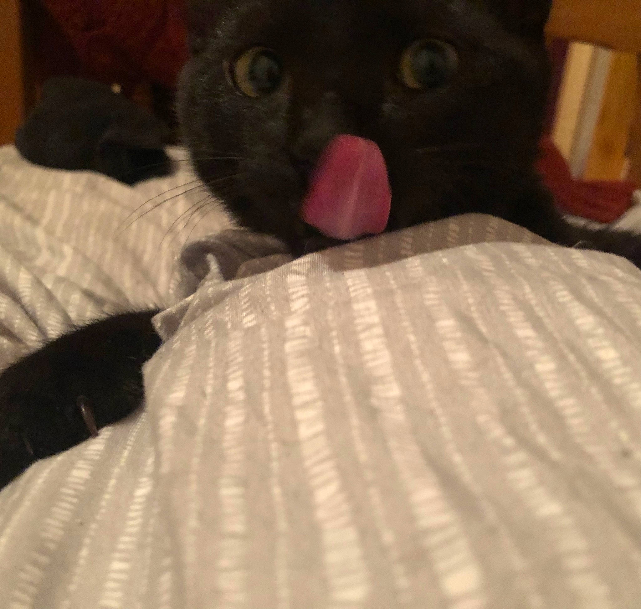 Salem participe au concours pour gagner de l'argent avec cette photo : bed, bedding, black, black_cat, blanket, carmine, carnivore, cat, comfort, domestic_short_haired_cat, felidae, flesh, fur, grey, linens, room, small_to_medium_sized_cats, tail, terrestrial_animal, whiskers