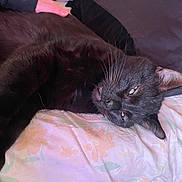 Salem participe au concours pour gagner de l'argent avec cette photo : black_cat, cat, pet, bed, floral_pattern, stretching, relaxation, whiskers, fur, sleepy, indoor, hand, comfort, animal, cute, feline, close_up, resting, domestic_cat, soft