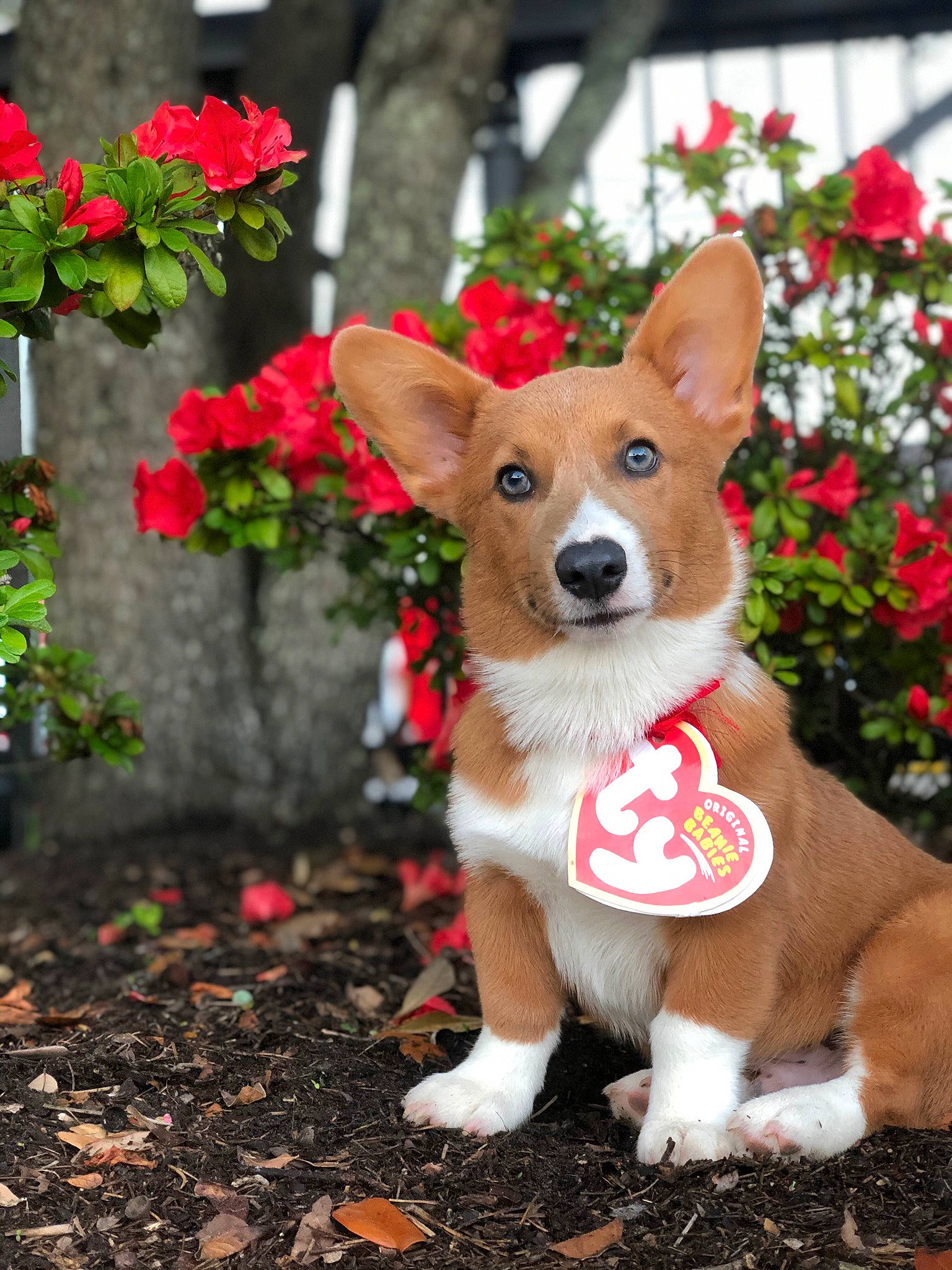 Einstein is registered to the contest to win money with this photo: ancient_dog_breeds, basenji, canidae, cardigan_welsh_corgi, carnivore, companion_dog, corgi_chihuahua, dog, dog_breed, fawn, flower, mammal, pembroke_welsh_corgi, plant, puppy, rare_breed_dog, snout, teddy_roosevelt_terrier, vertebrate, welsh_corgi