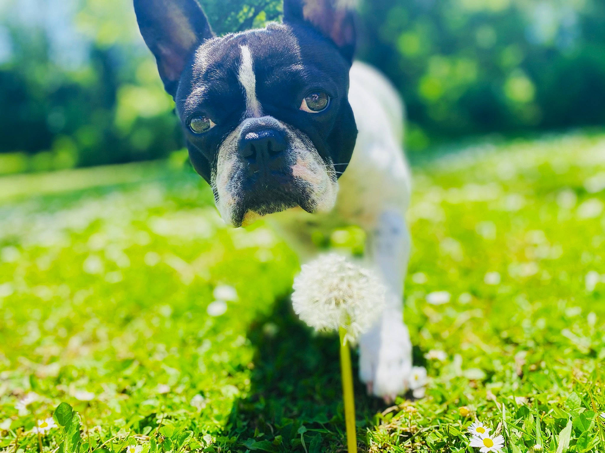 Peppa a rejoint le concours — aidez-le/la à gagner de superbes lots ! carnivore, companion_dog, dog, dog_breed, ear, fawn, grass, grassland, green, groundcover, happy, leaf, meadow, people_in_nature, plant, sunlight, terrestrial_animal, toy_dog, whiskers, working_animal