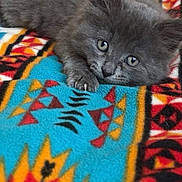 Milo joined the competition — help win amazing prizes! kitten, cat, gray_fur, cute, pet, animal, lying_down, blanket, patterned_blanket, colorful, indoor, fur, paw, small, young, relaxed, eyes, whiskers, adorable, cozy
