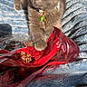 Milo is registered to the contest to win money with this photo: cat, gray_cat, pet, animal, feline, collar, bell, paw, cherry_tomatoes, red_bag, blanket, blue_blanket, soft_texture, sunlight, indoor, playful, curious, relaxed, closeup, resting