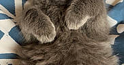 Milo is registered to the contest to win money with this photo: kitten, cat, gray_fur, fluffy, pet, animal, cute, lying_down, paws, wide_eyes, indoor, blanket, pattern, soft, young_cat, feline, resting, curious, close_up, domestic_cat