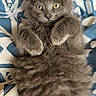 kitten, cat, gray_fur, fluffy, pet, animal, cute, lying_down, paws, wide_eyes, indoor, blanket, pattern, soft, young_cat, feline, resting, curious, close_up, domestic_cat