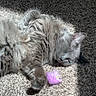 Milo is registered to the contest to win money with this photo: cat, sleeping, gray_cat, fluffy, carpet, sunlight, toy_mouse, indoor, pet, relaxed, feline, cozy, paw, resting, cute, animal, domestic_cat, fur, whiskers, sunbeam