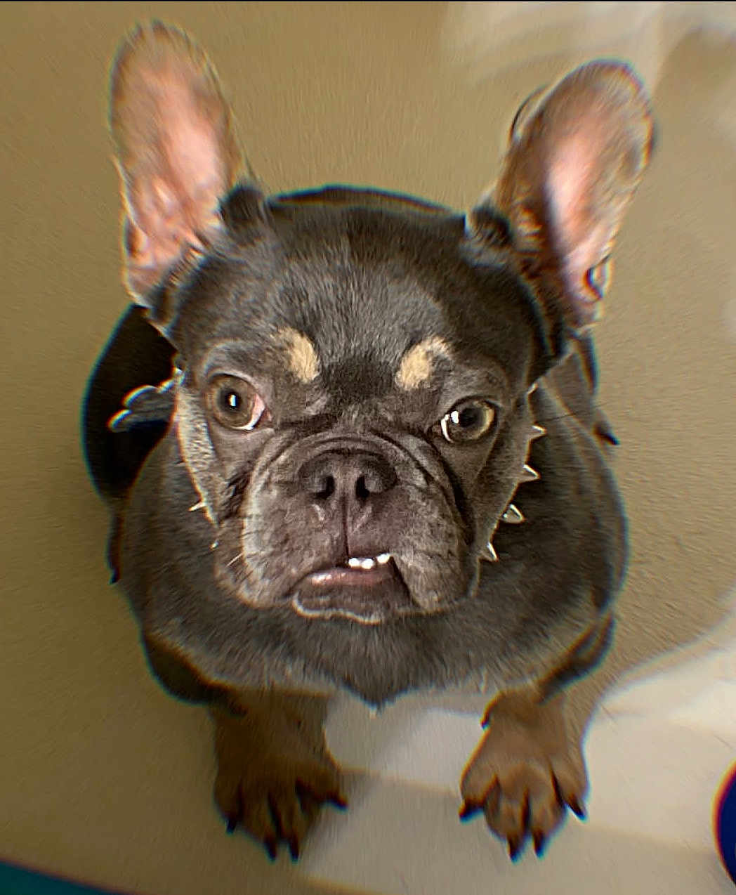 Remy joined the competition — help win amazing prizes! dog, french_bulldog, pet, animal, ears, face, cute, looking_up, close_up, brown, black, fur, paws, indoor, adorable, expression, portrait, canine, snout, underbite