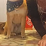 dog, shiba_inu, bandana, indoor, woman, glasses, smile, carpet, patterned_rug, floor, pet, collar, coca_cola, box, human, portrait, cute, friendship, animal, casual