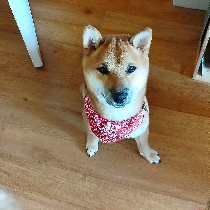 Keyo a rejoint le concours — aidez-le/la à gagner de superbes lots ! accessories, animal, bandana, canine, dog, eskimodog, goldenretriever, hardwood, headband, hound, husky, indoors, interiordesign, leash, pet, plywood, puppy, stainedwood, strap, wood