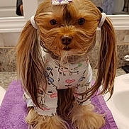 Emma joined the competition — help win amazing prizes! adorable, animal, bathroom, cute, dog, fashion, fluffy_paws, fur_style, groomed, indoor, mirror, patterned_outfit, pet, pigtails, portrait, purple_towel, rainbow_clip, sink, small_dog, top_knot