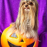 Emma joined the competition — help win amazing prizes! dog, long_hair, jack_o_lantern, halloween, orange, purple_background, cute, pet, animal, playful, topknot, tongue_out, festive, decor, smiling, portrait, indoors, bright_colors, furry, small_dog