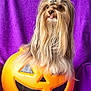 dog, long_hair, jack_o_lantern, halloween, orange, purple_background, cute, pet, animal, playful, topknot, tongue_out, festive, decor, smiling, portrait, indoors, bright_colors, furry, small_dog