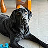 dog, black_dog, pet, animal, lying_down, floor, tile_floor, indoor, portrait, close_up, brown_eyes, floppy_ears, black_fur, snout, nose, front_legs, chew_toy, blue_toy, furniture, home