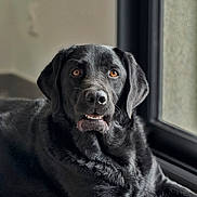 Tasco a rejoint le concours — aidez-le/la à gagner de superbes lots ! black_labrador, dog, pet, canine, lying_down, sitting, portrait, close_up, face, eyes, smiling, floppy_ears, black_fur, window, indoor, home, floor, tile, natural_light, relaxed
