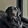 black_labrador, dog, pet, canine, lying_down, sitting, portrait, close_up, face, eyes, smiling, floppy_ears, black_fur, window, indoor, home, floor, tile, natural_light, relaxed