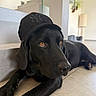 dog, black_dog, baseball_cap, yankees_cap, pet, lying_down, indoor, home, staircase, modern_interior, tile_floor, long_ears, brown_eyes, black_fur, portrait, close_up, funny, adorable, relaxed, wearing_hat